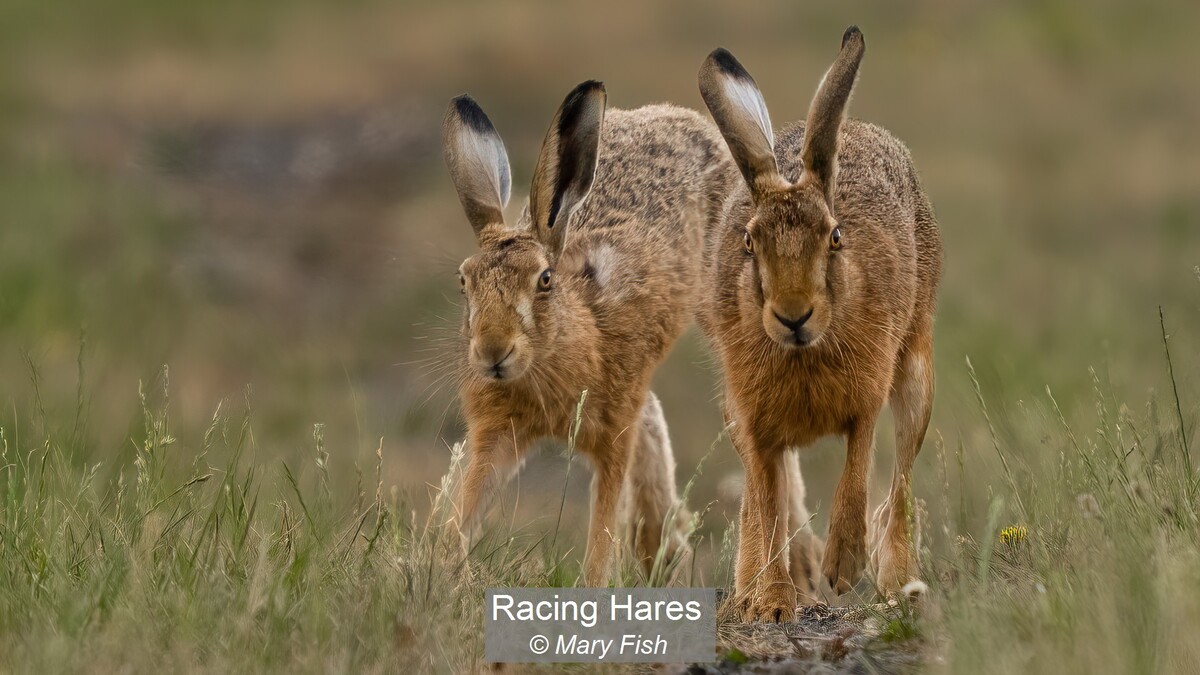 Racing Hares